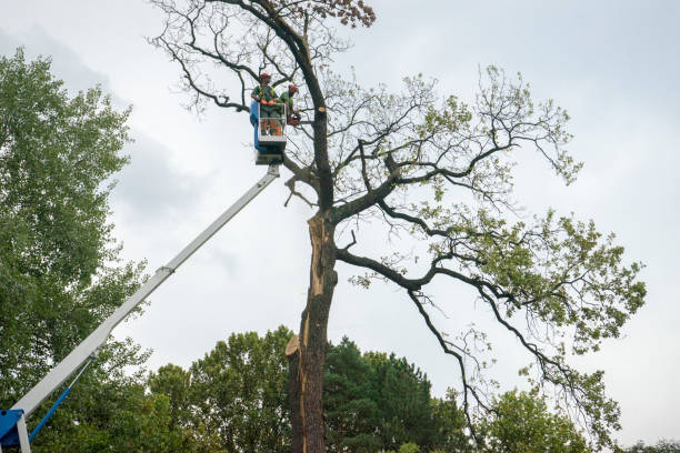 Bath, ME Tree Services Company